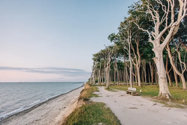 Gespensterwald an der Ostsee bei Nienhagen, schräge Buchen am Strandweg.